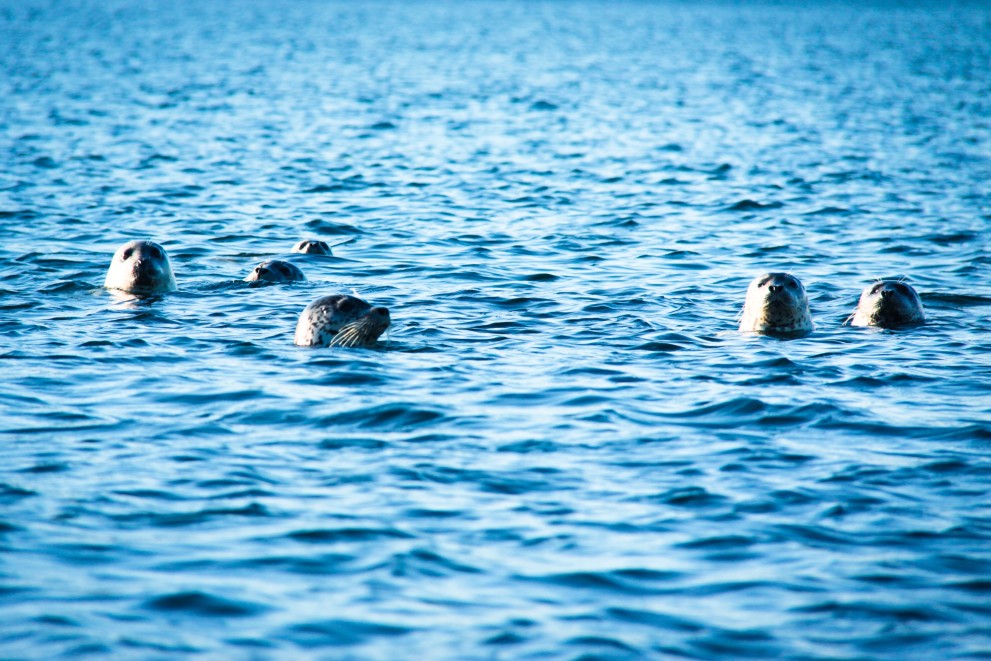 Seals Beautiful Blue T20 W7Xr2m